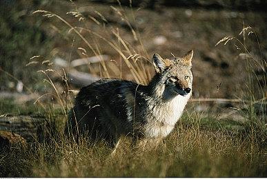 《如龙7外传：无名之龙》12分钟试玩视频展示蜘蛛侠技能