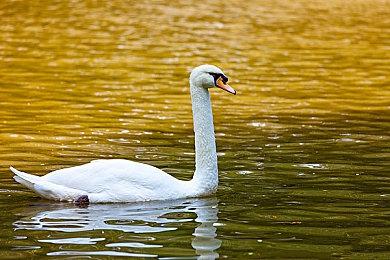 《动物迷城～BacktotheDawn～》2026年3月5日全球发行